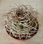 Gymnocalycium cardenasianum - Image 2