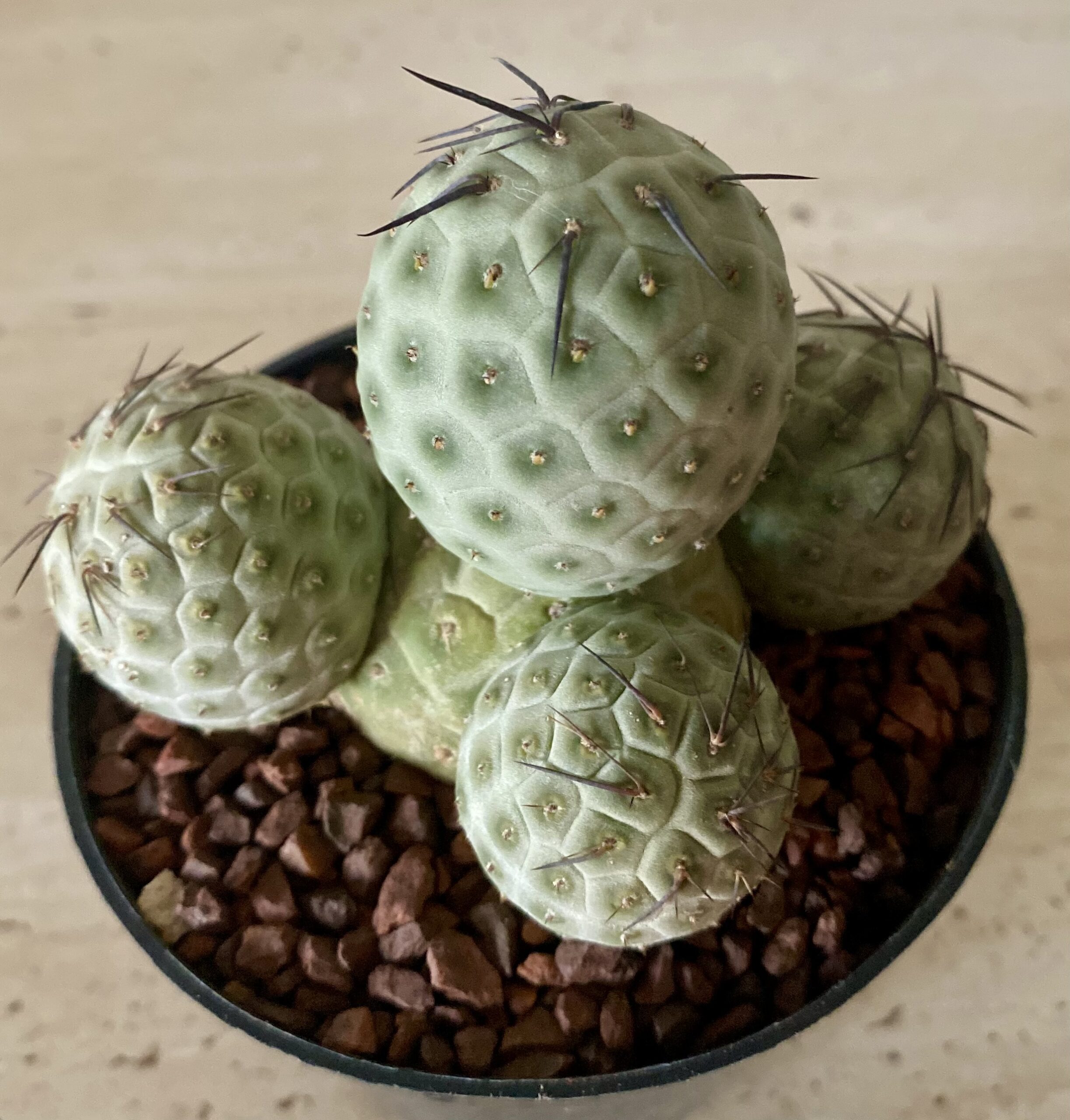 IMG_4501 Tephrocactus alexanderii - Image 1