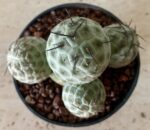 Tephrocactus alexanderii - Image 2