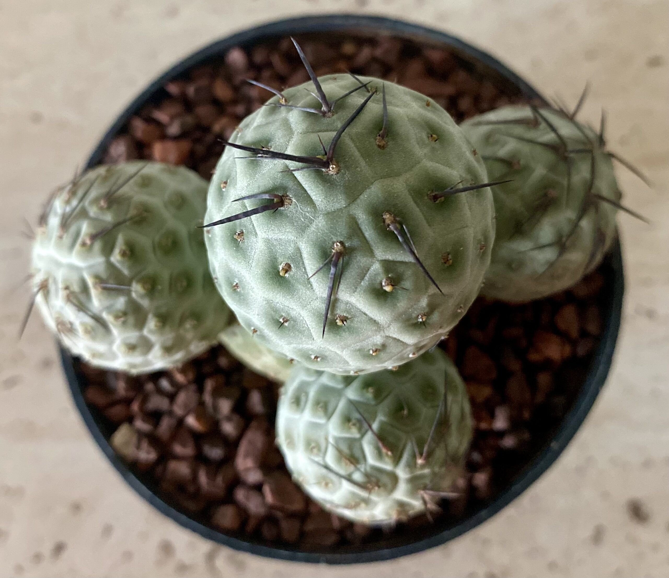 IMG_4502 Tephrocactus alexanderii - Image 2