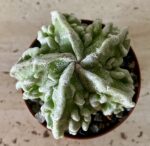 Astrophytum myriostigma cv. 'Fukuryu'