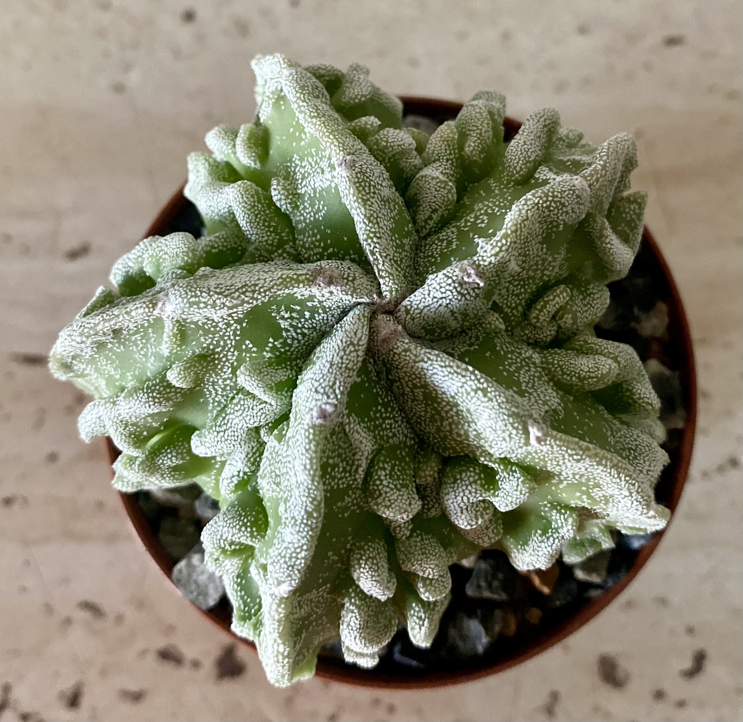 IMG_4504 Astrophytum myriostigma cv. 'Fukuryu' - Image 1