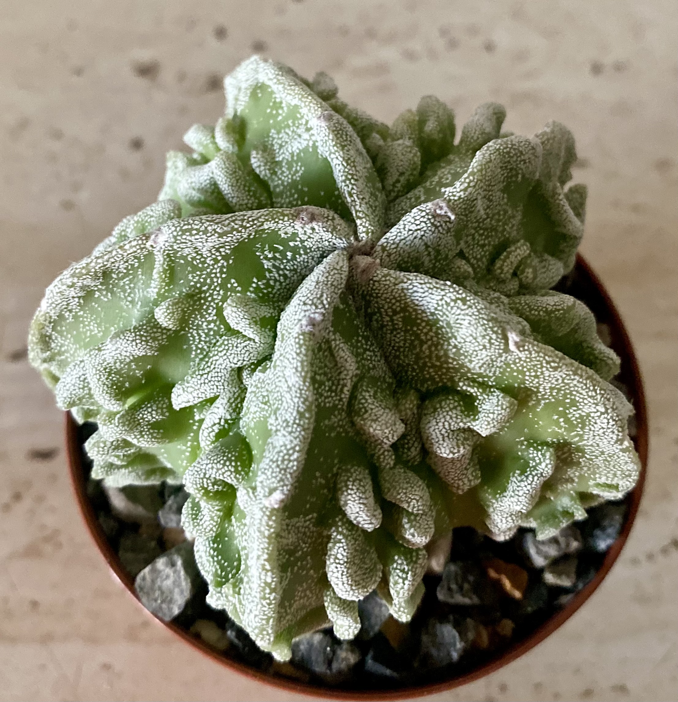 IMG_4506 Astrophytum myriostigma cv. 'Fukuryu' - Image 3