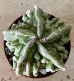 Astrophytum myriostigma cv. 'Fukuryu' - Image 2