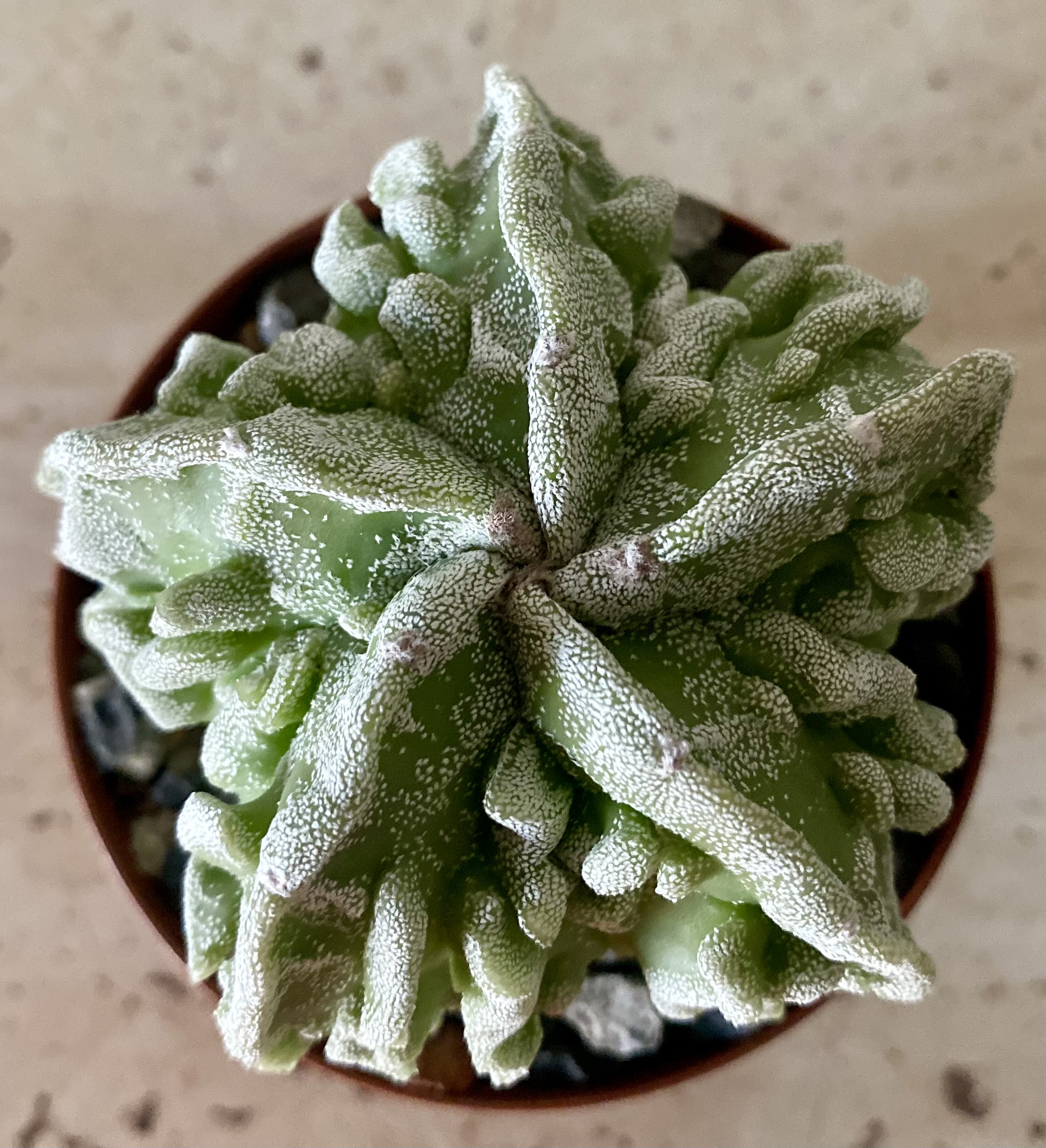 IMG_4509 Astrophytum myriostigma cv. 'Fukuryu' - Image 2