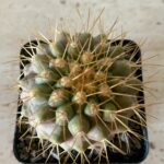 Copiapoa haseltoniana - Image 2
