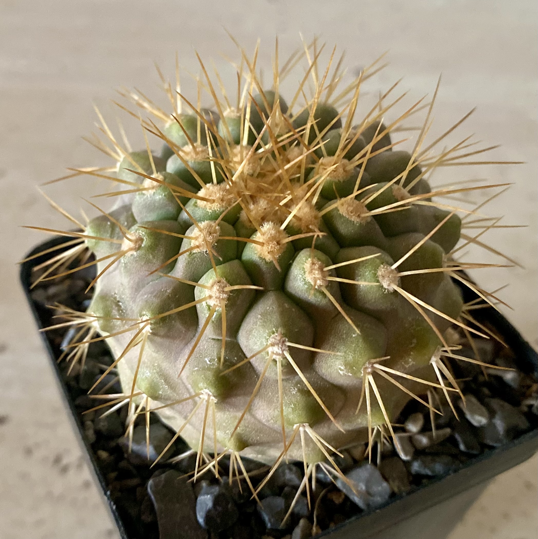 IMG_4514 Copiapoa haseltoniana - Image 1