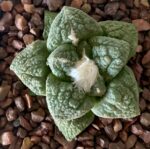 Ariocarpus fissuratus