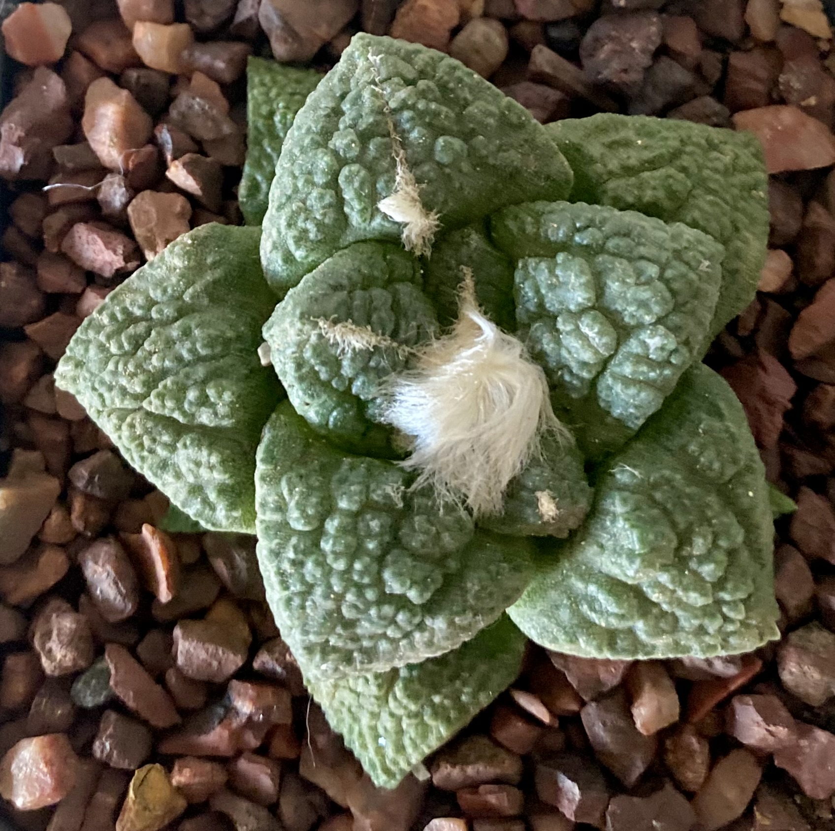 IMG_4515 Ariocarpus fissuratus - Image 1