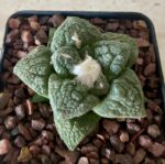 Ariocarpus fissuratus - Image 2