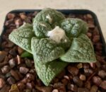 Ariocarpus fissuratus - Image 3