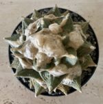 Ariocarpus retusus x fissuratus - Image 3