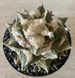 Ariocarpus retusus x fissuratus