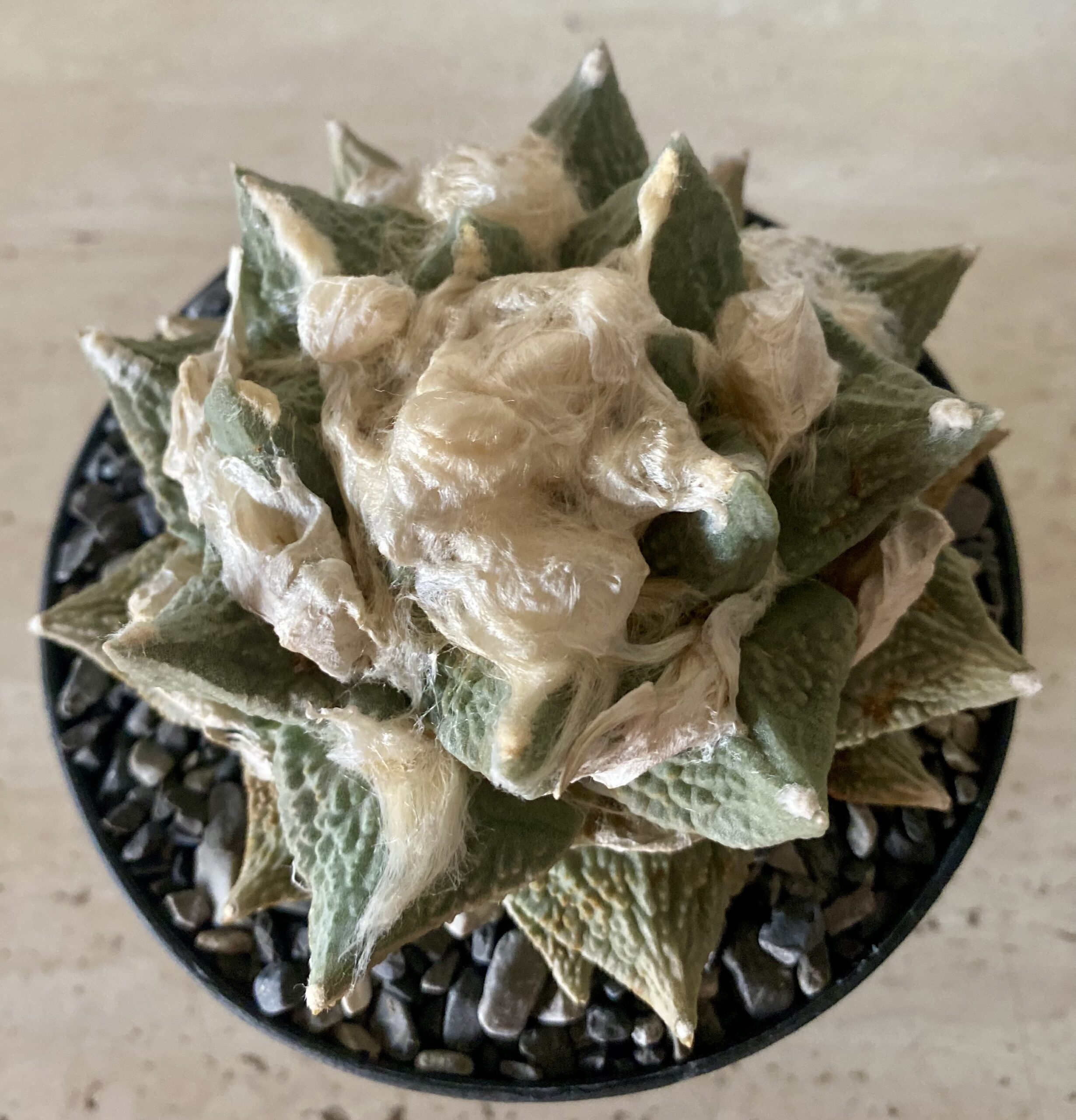 IMG_4519 Ariocarpus retusus x fissuratus - Image 1