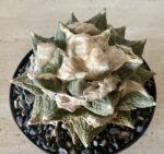 Ariocarpus retusus x fissuratus - Image 2