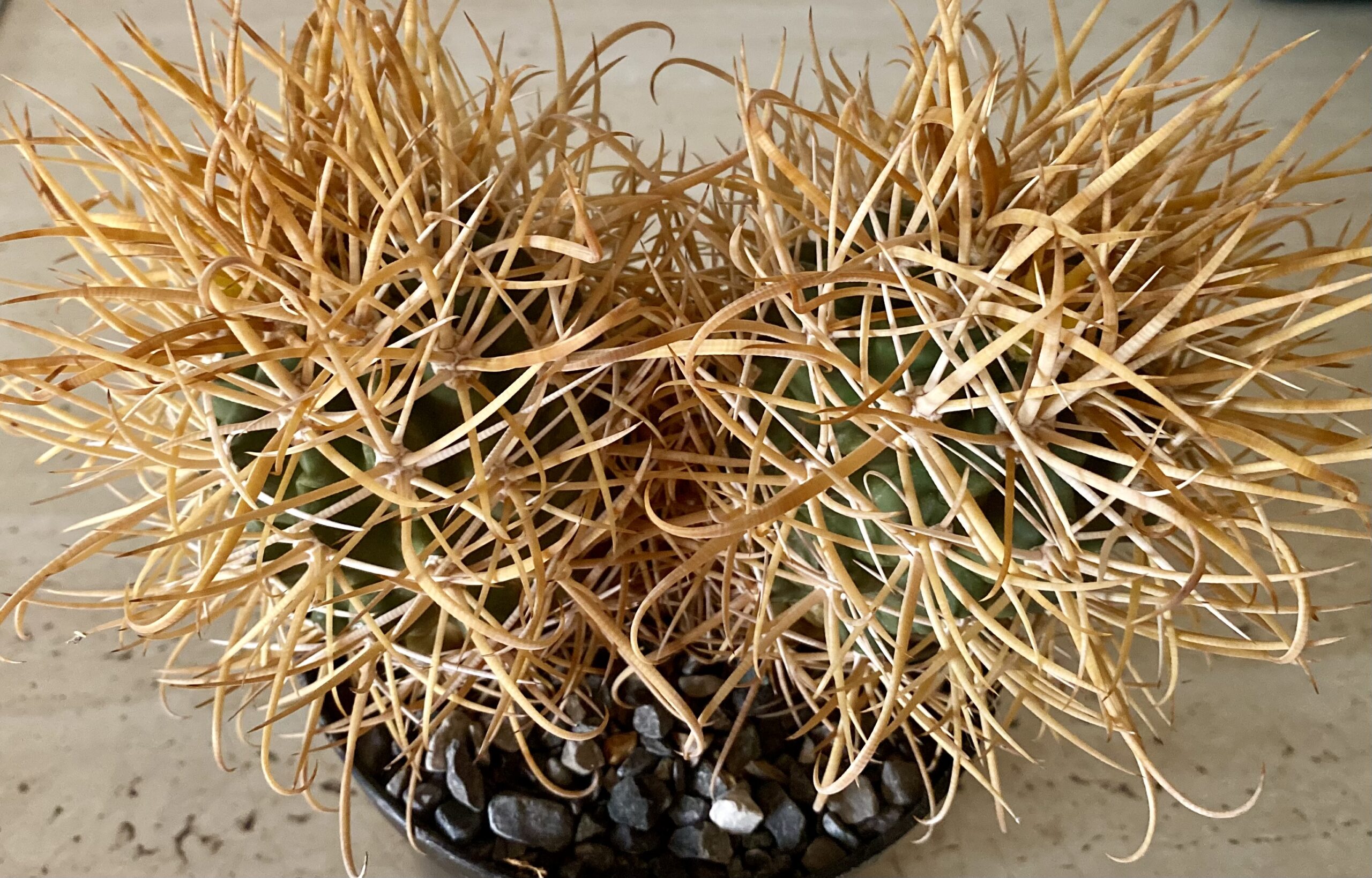 IMG_4524 Ferocactus chrysacanthus - Image 2