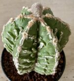 Astrophytum myriostigma