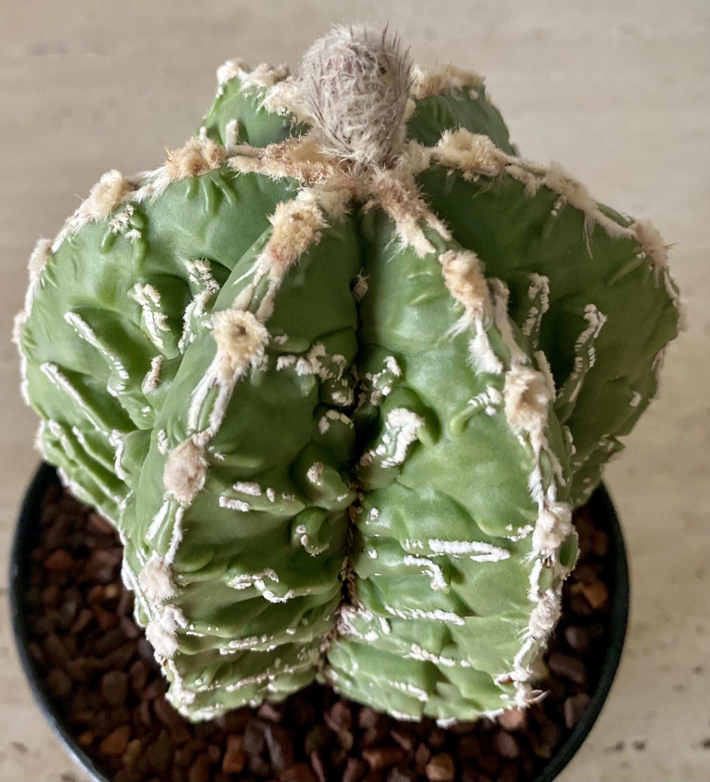 IMG_4525 Astrophytum myriostigma - Image 1