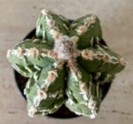 Astrophytum myriostigma - Image 3