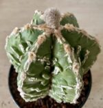 Astrophytum myriostigma - Image 2