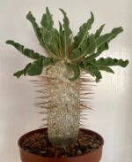 Pachypodium namaquanum - Image 2