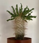Pachypodium namaquanum - Image 4