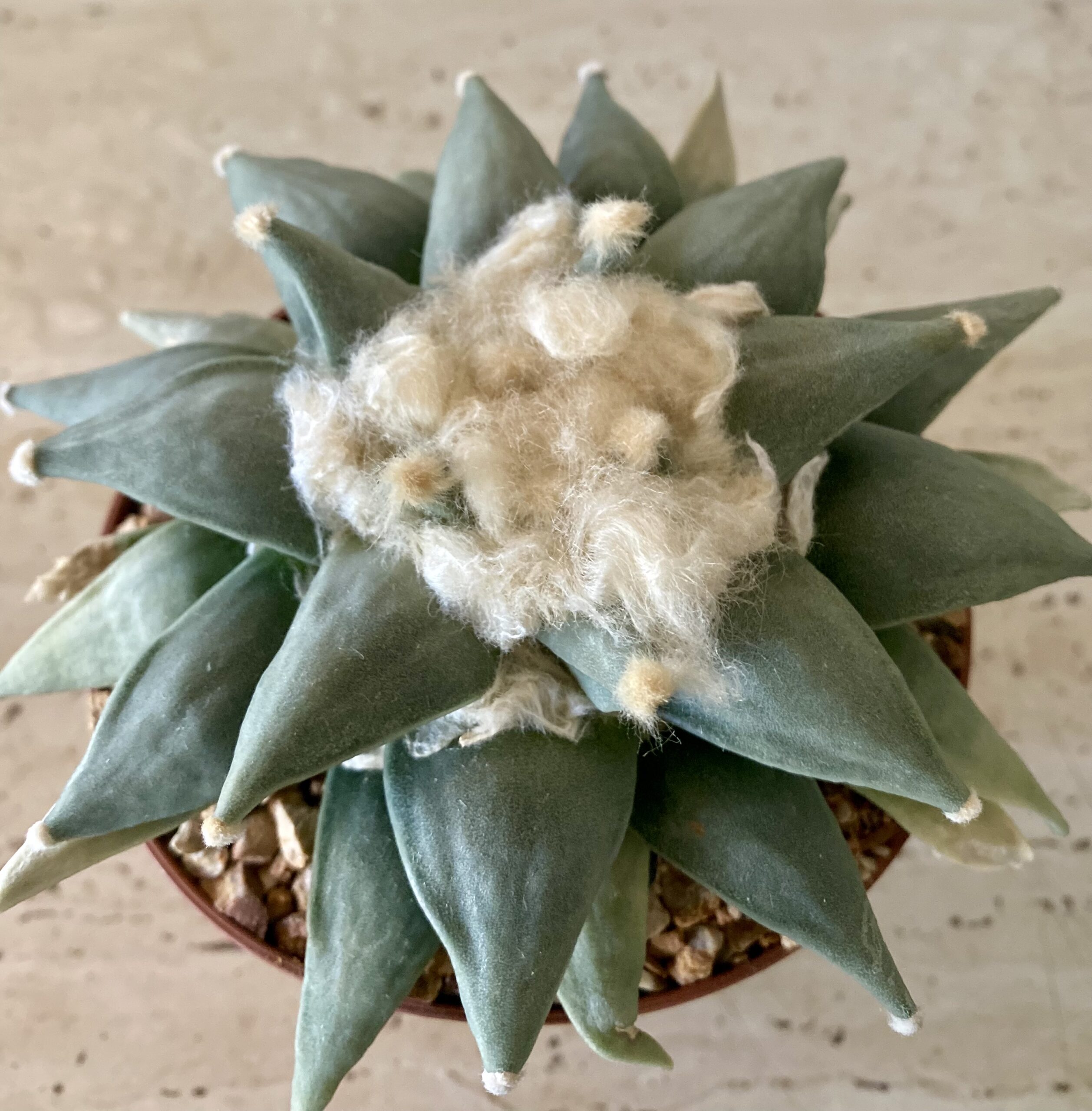 IMG_4554 Ariocarpus retusus - Image 1