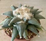Ariocarpus retusus - Image 2