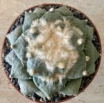 Ariocarpus retusus cv. 'Seiji Brevituberosus' - Image 2