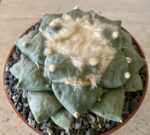 Ariocarpus retusus cv. 'Seiji Brevituberosus' - Image 3