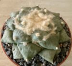 Ariocarpus retusus cv. 'Seiji Brevituberosus'