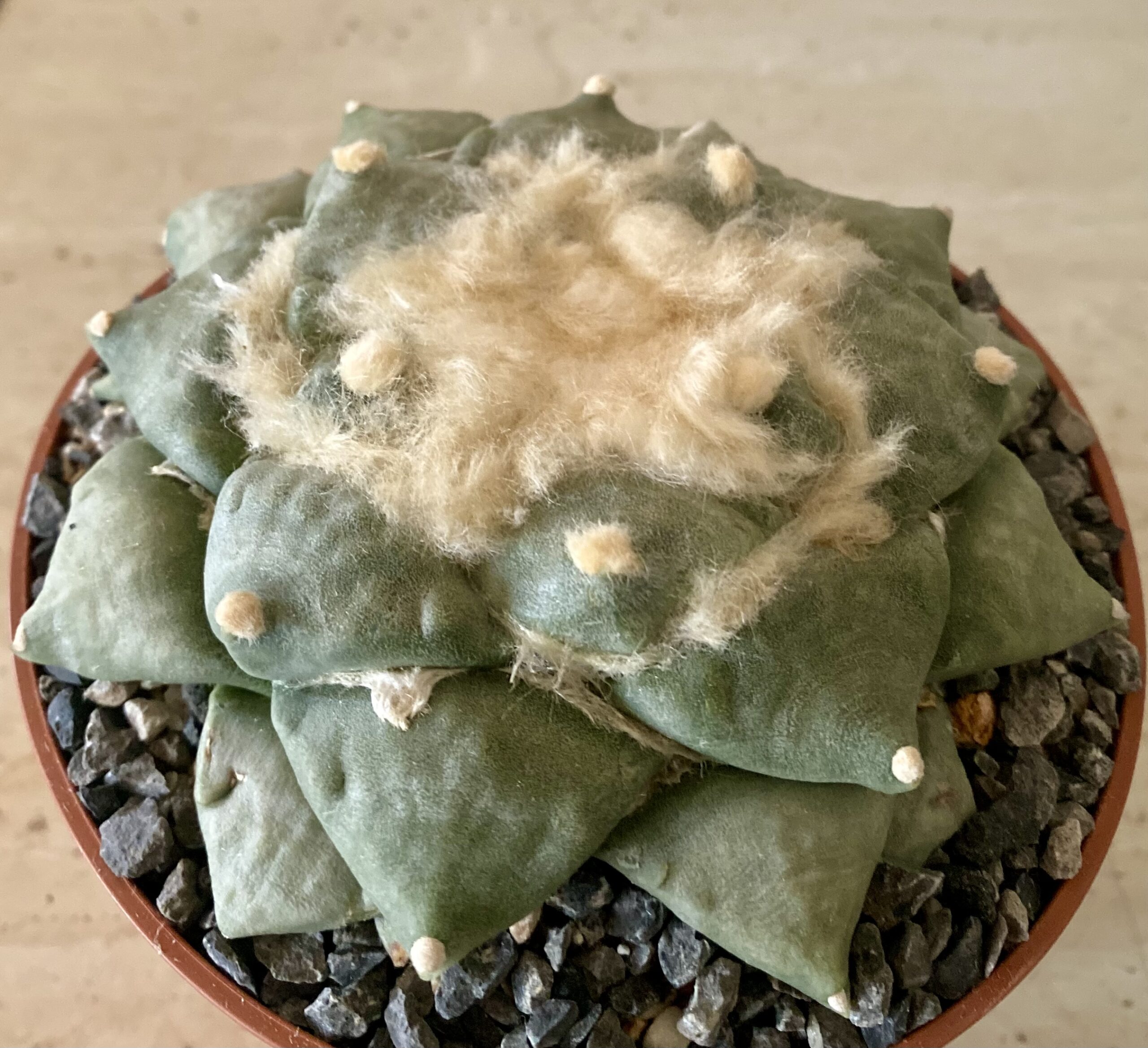 IMG_4558 Ariocarpus retusus cv. 'Seiji Brevituberosus' - Image 1