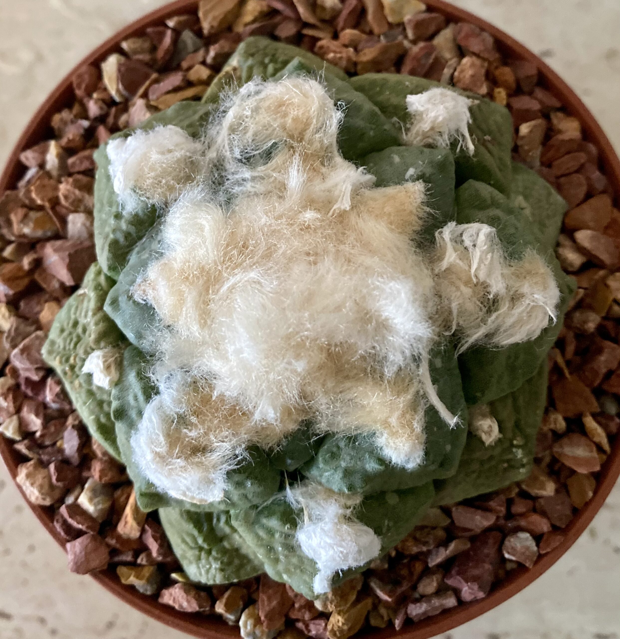 IMG_4559 Ariocarpus fissuratus v. lloydii - Image 3