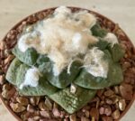 Ariocarpus fissuratus v. lloydii