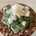 Ariocarpus fissuratus v. lloydii - Image 2