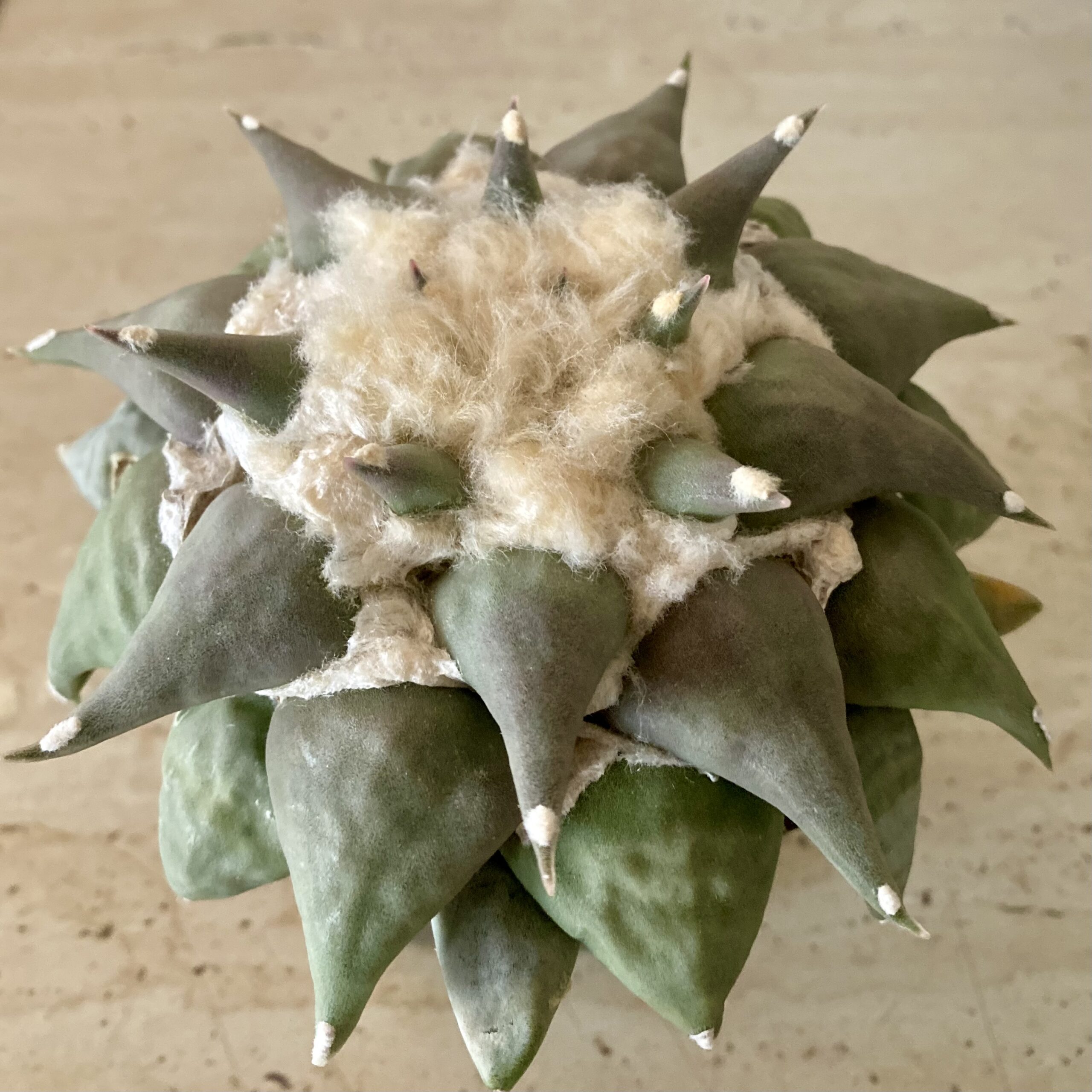 IMG_4563 Ariocarpus retusus v. 'furfuraceus' - Image 2