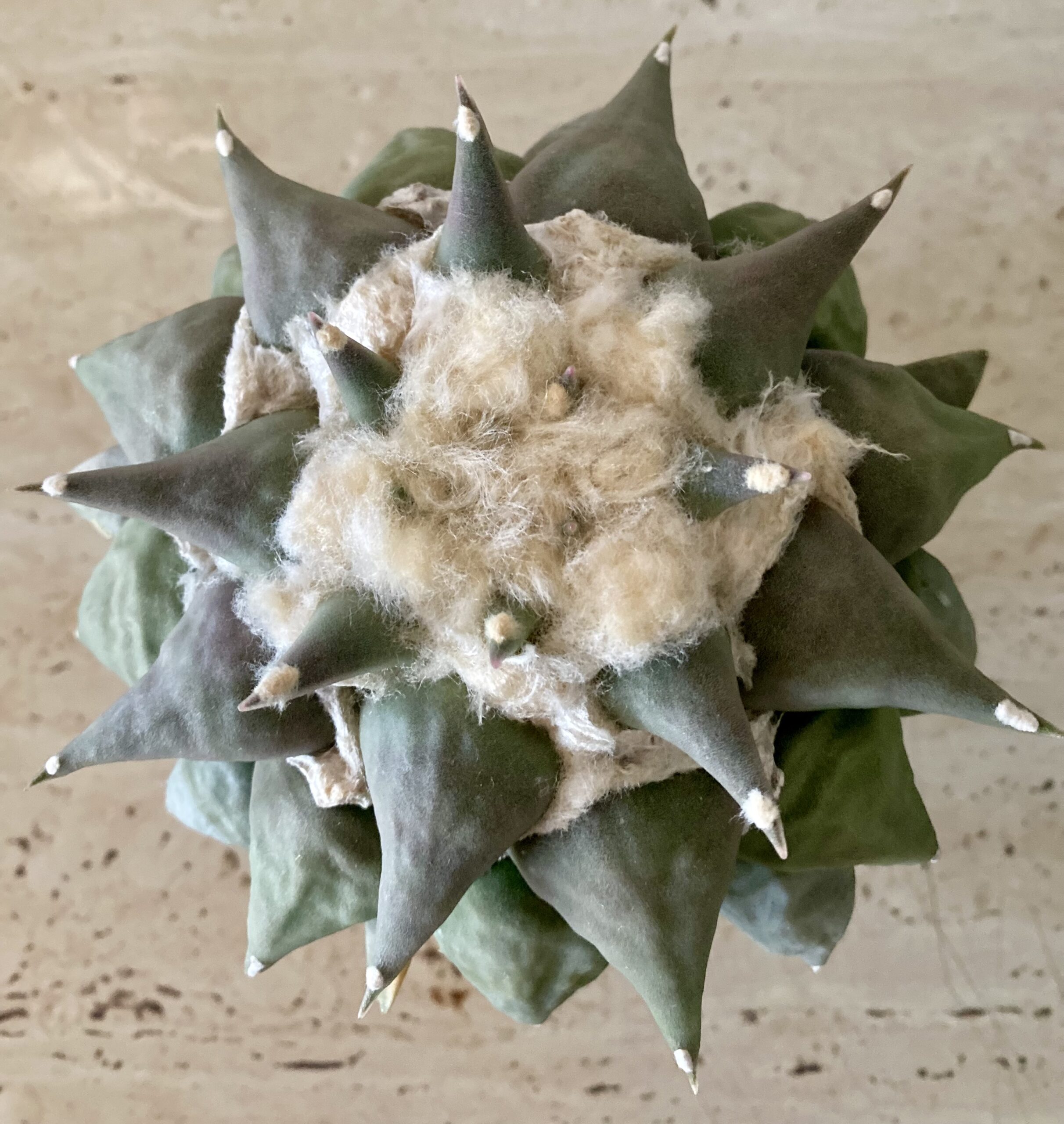 IMG_4564 Ariocarpus retusus v. 'furfuraceus' - Image 1