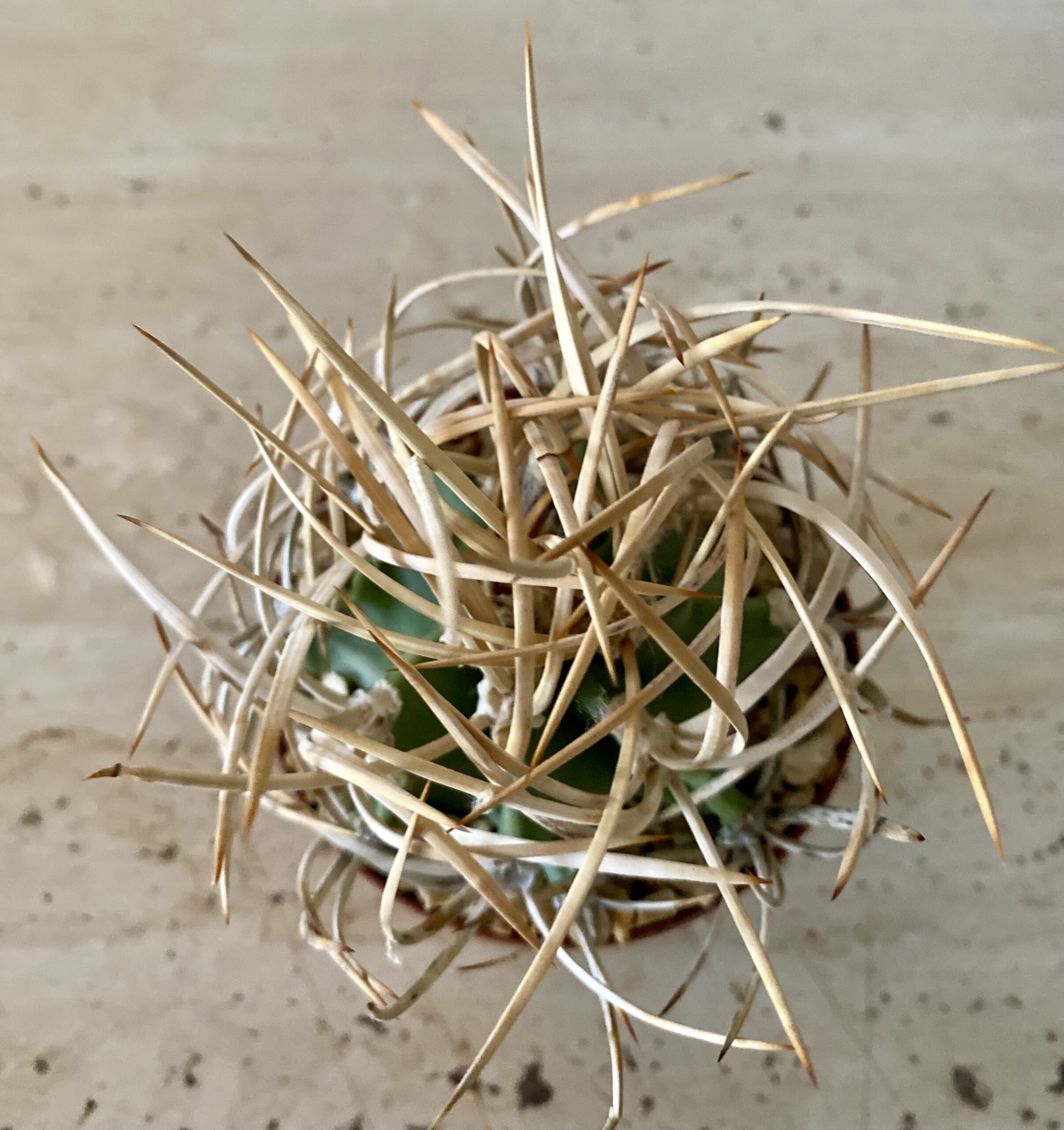 IMG_4565 Astrophytum capricorne v. crassispinum cv. 'Suigyu Taiho Gyoku' - Image 3