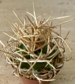 Astrophytum capricorne v. crassispinum cv. 'Suigyu Taiho Gyoku'