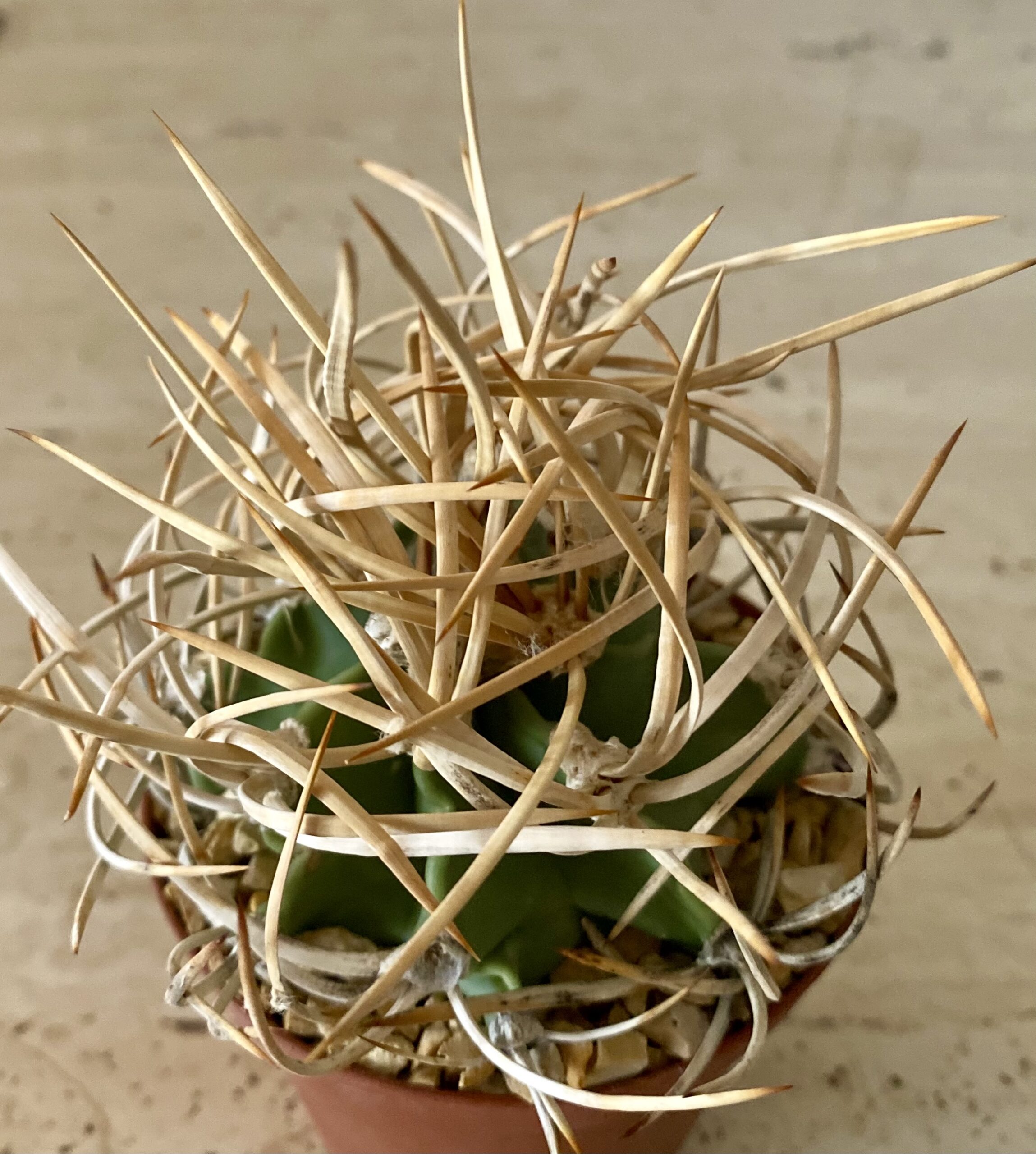 IMG_4566 Astrophytum capricorne v. crassispinum cv. 'Suigyu Taiho Gyoku' - Image 1