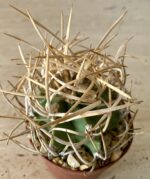 Astrophytum capricorne v. crassispinum cv. 'Suigyu Taiho Gyoku' - Image 2