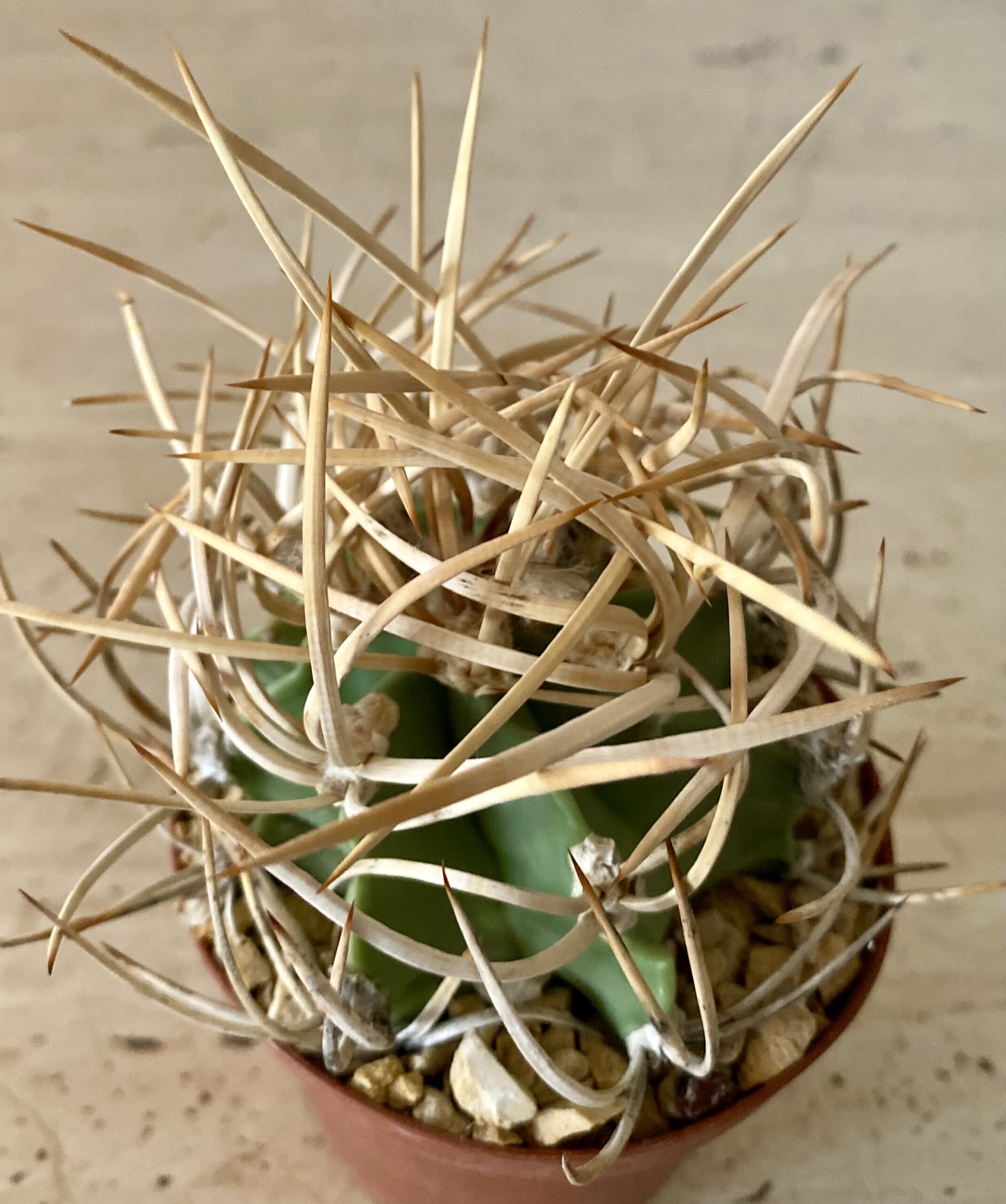 IMG_4567 Astrophytum capricorne v. crassispinum cv. 'Suigyu Taiho Gyoku' - Image 2