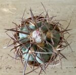 Echinocactus horizonthalonius v. nicholii - Image 2