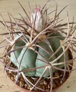 Echinocactus horizonthalonius v. nicholii