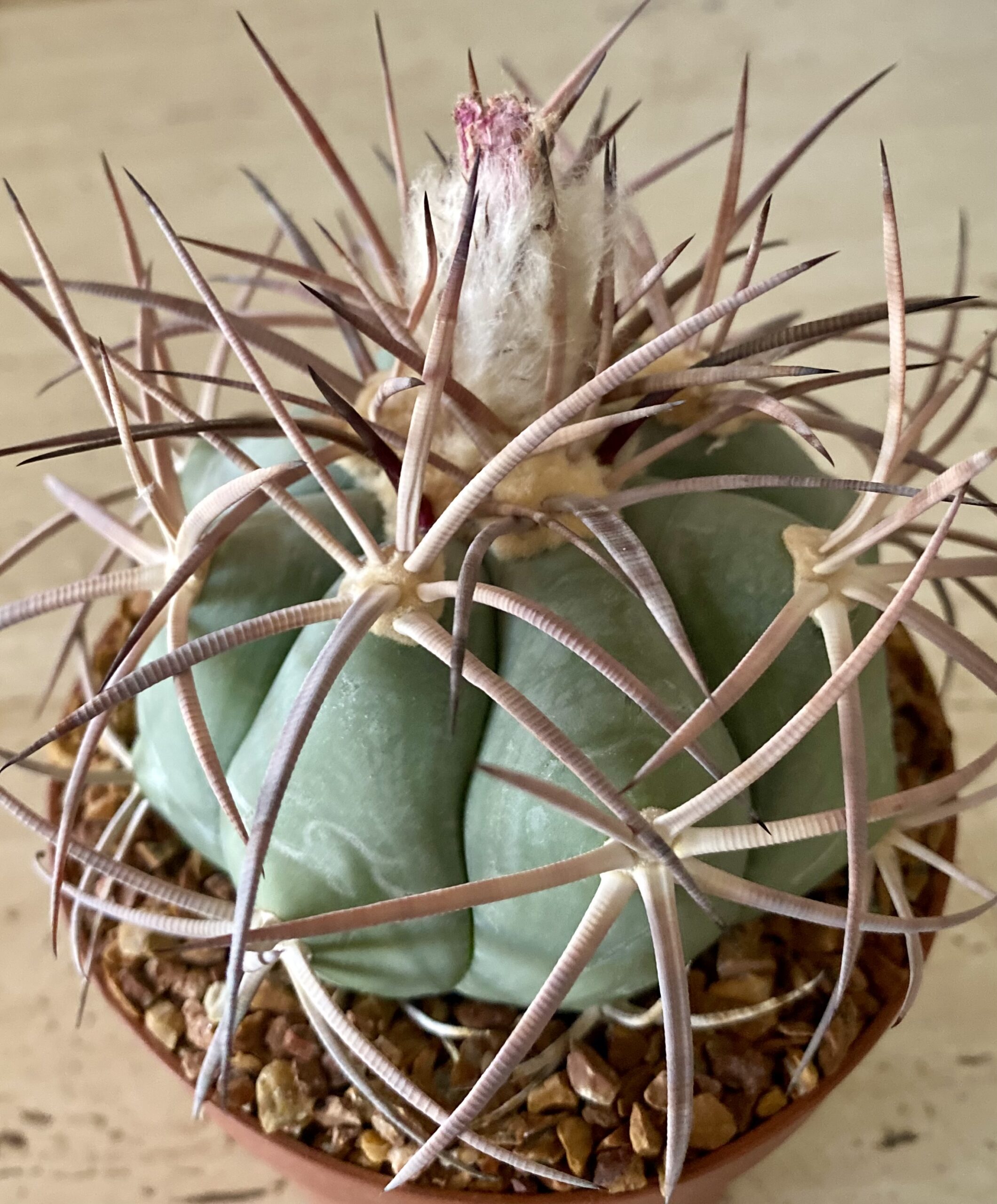 IMG_4570 Echinocactus horizonthalonius v. nicholii - Image 1