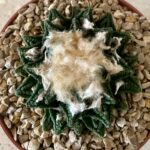 Ariocarpus hintonii - Image 3