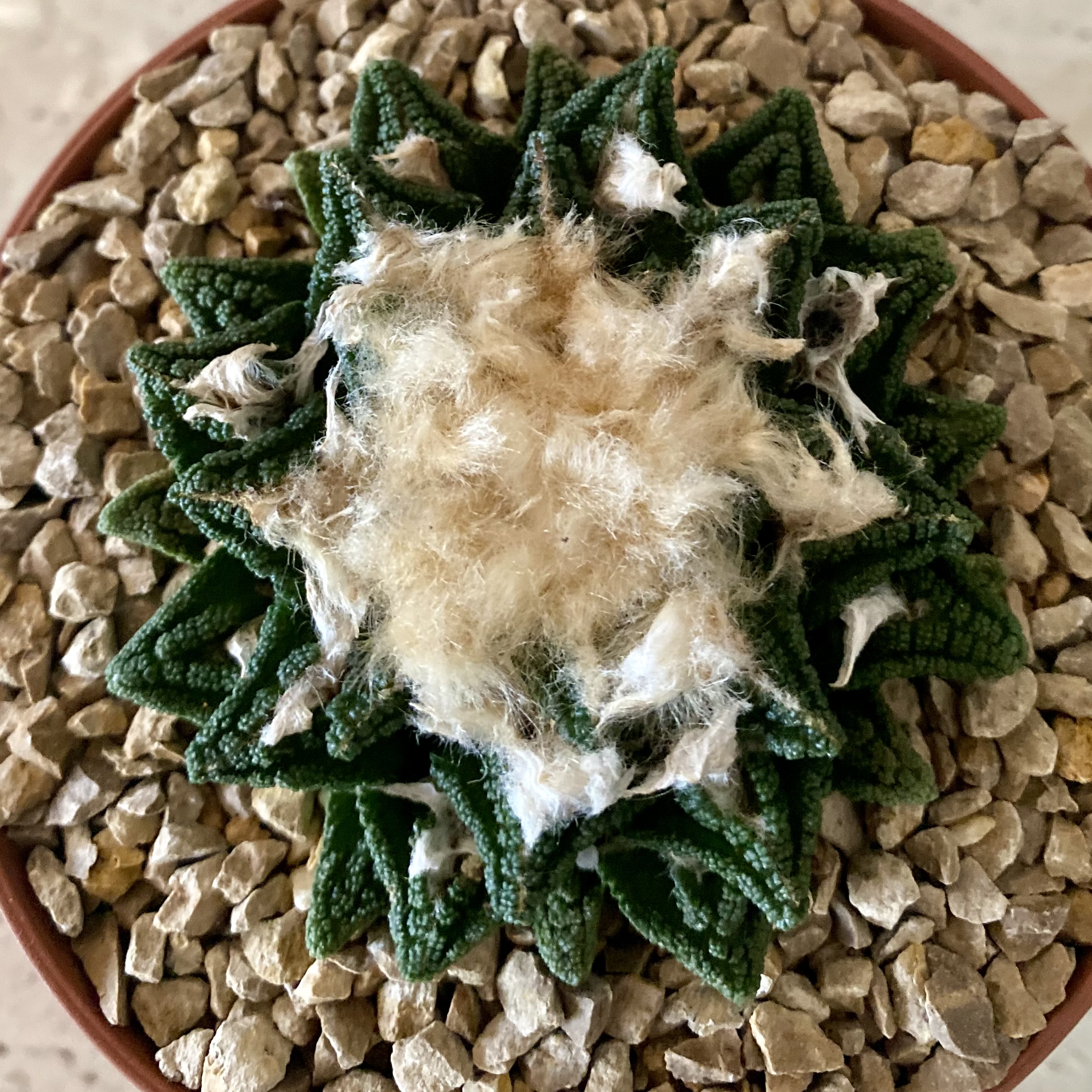 IMG_4571 Ariocarpus hintonii - Image 3