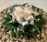 Ariocarpus hintonii - Image 2