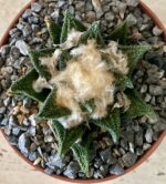 Ariocarpus bravoanus - Image 3