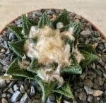 Ariocarpus bravoanus - Image 2